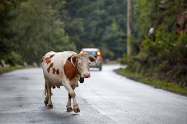 akşam yolda yürürken sağlık kahverengi inek