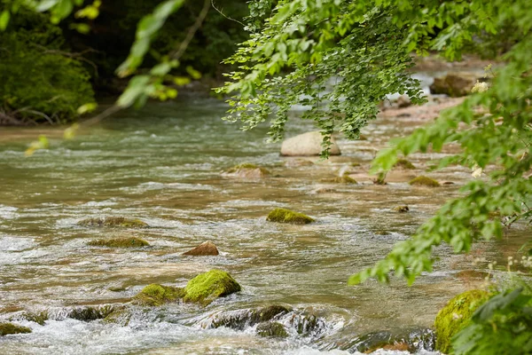 緑の落葉樹林を流れる川の風光明媚なビュー — ストック写真
