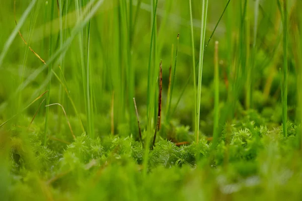 Vue Rapprochée Des Lames Herbe Mousse Dans Les Marécages — Photo