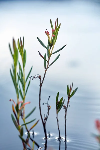 Fechar Vista Plantas Roxas Rosa Nas Montanhas — Fotografia de Stock