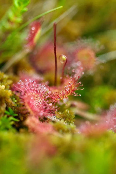 Круглый Вид Плотоядное Растение Drosera Rotundifolia — стоковое фото