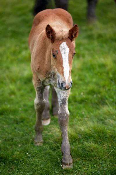 Close View Brown Colt Green Pasture — Stock Photo, Image