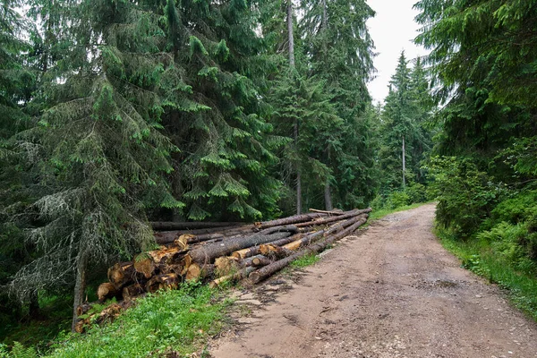 Перегляд Lumbering Агресивний Збезлісення Румунська Національні Парки — стокове фото