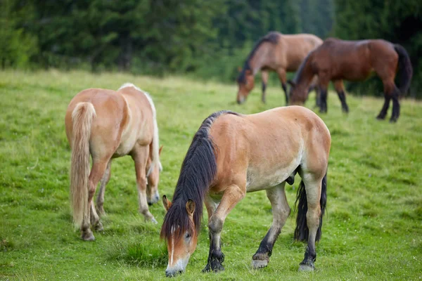 Besättningen Bruna Hästar Betar Betesmark Skog — Stockfoto