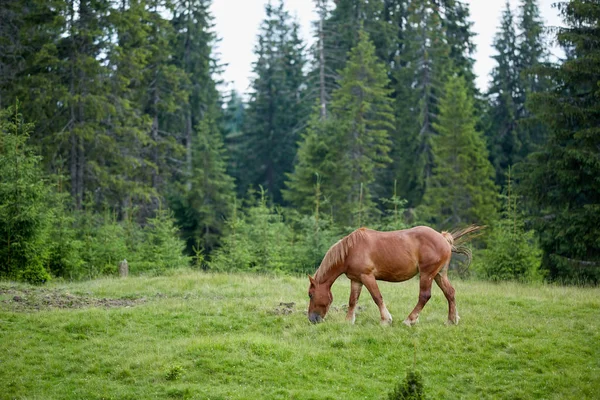 Cavalo Pastando Pastagem Planaltos Verdes — Fotografia de Stock