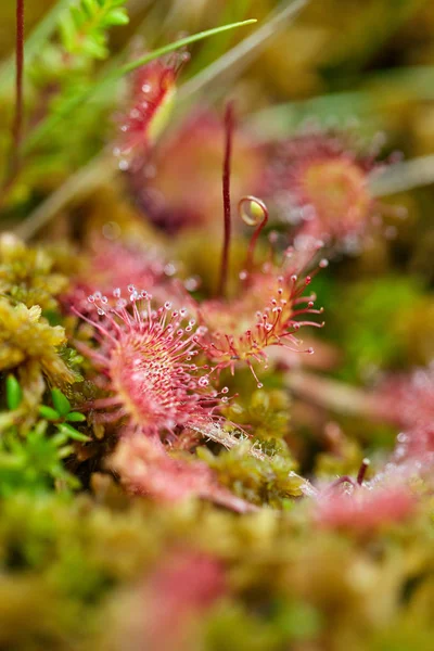 Vue Rapprochée Rosée Ronde Drosera Rotundifolia Plante Carnivore — Photo