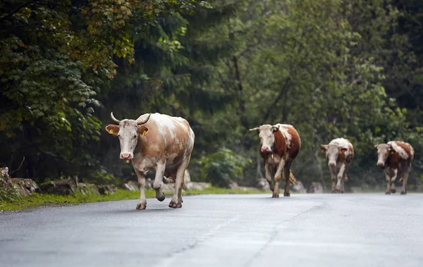 Κοπάδι Των Αγελάδων Περπάτημα Κάτω Δρόμο Μέσα Από Δάσος — Φωτογραφία Αρχείου