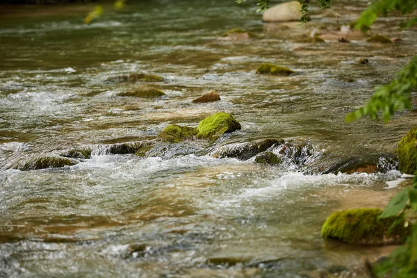 Yeşil yaprak döken orman içinden akan nehrin doğal görünümü