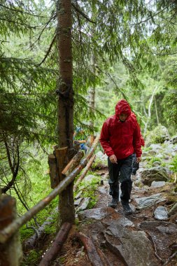 adam yağmurluk çam ormanı içinde izinde uzun yürüyüşe çıkan kimse