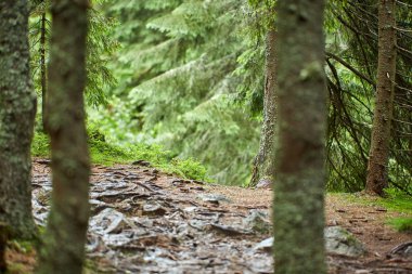 Kökleri ve kayalar ile çam ormanı ile dağ iz