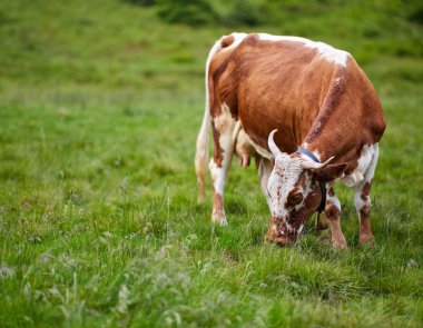 Kırmızı inek yeşil çim mera dağlarda beslenirler