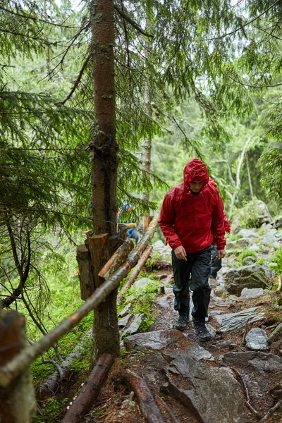 adam yağmurluk çam ormanı içinde izinde uzun yürüyüşe çıkan kimse