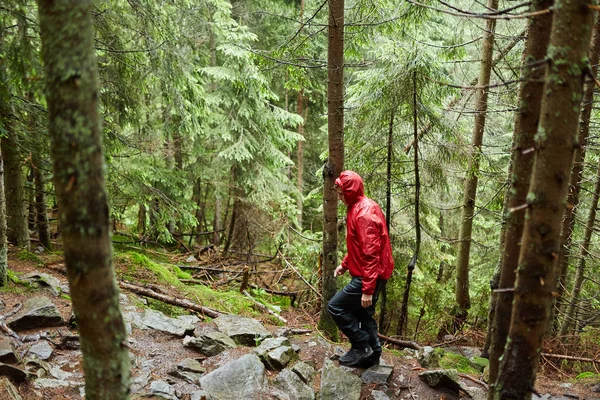 Adam Yağmurluk Çam Ormanı Içinde Izinde Uzun Yürüyüşe Çıkan Kimse — Stok fotoğraf