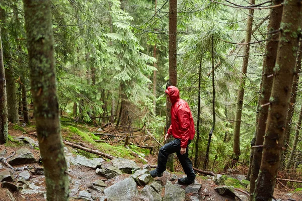 Mann Wandert Regenmantel Auf Wanderweg Kiefernwald — Stockfoto