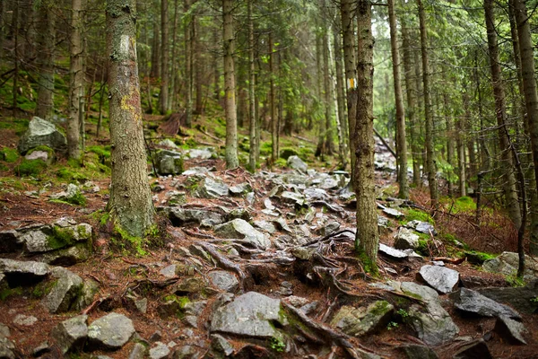 Гірська Стежка Через Сосновий Ліс Корінням Камінням — стокове фото