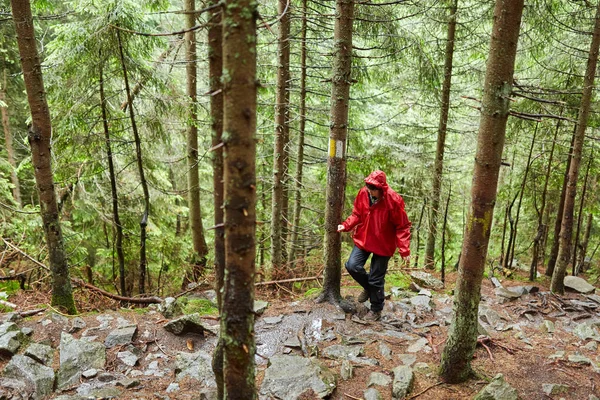 Mujer Excursionista Impermeable Sendero Bosque Pinos —  Fotos de Stock