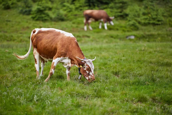 Красная Корова Кормит Зеленую Траву Пастбище Горах — стоковое фото