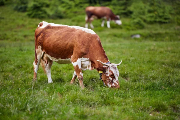 Red Cow Feeding Green Grass Pasture Mountains — Stock Photo, Image