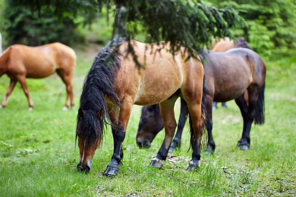 Csorda Barna Legeltetés Legelő Erdő — Stock Fotó