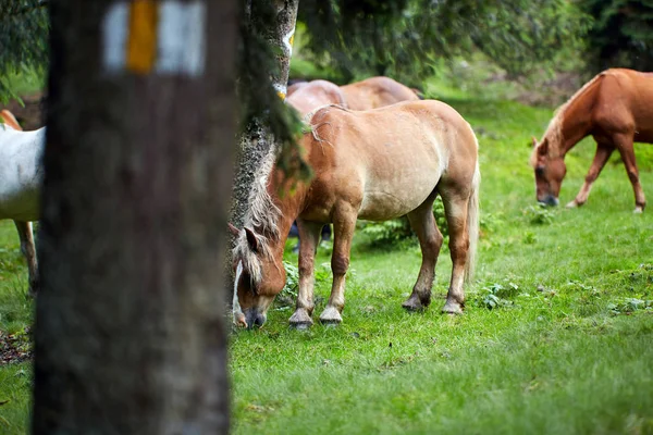 森林牧场放牧的褐色马群 — 图库照片