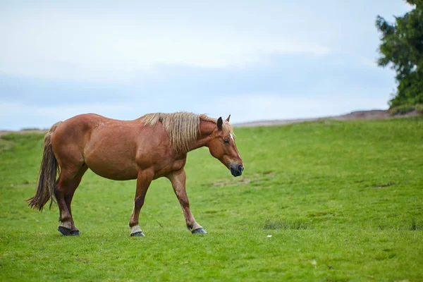 Häst Som Betar Betesmark Gröna Högländerna — Stockfoto
