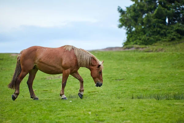 Häst Som Betar Betesmark Gröna Högländerna — Stockfoto