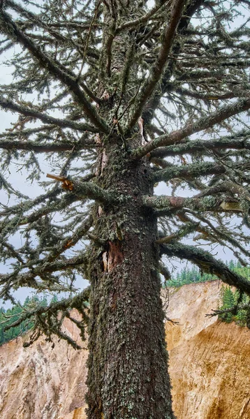 森のコケに覆われた枝を持つ大きな松の木 — ストック写真