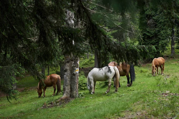Rebanho Cavalos Castanhos Pastando Pastagens Por Floresta — Fotografia de Stock
