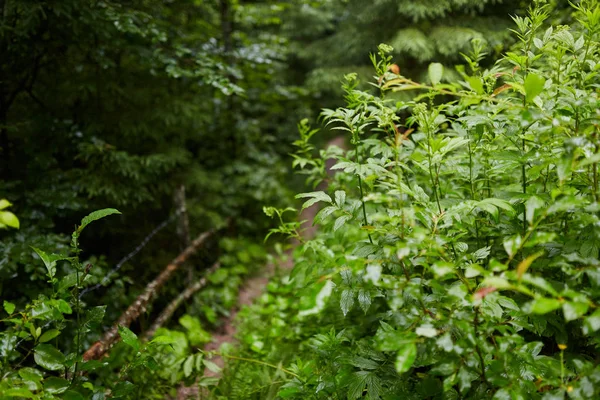 Wanderweg Einem Wald Aus Buchen Und Kiefern — Stockfoto