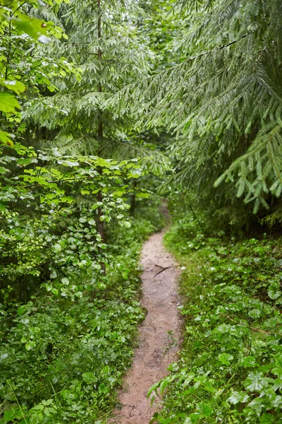 Wanderweg Einem Wald Aus Buchen Und Kiefern — Stockfoto
