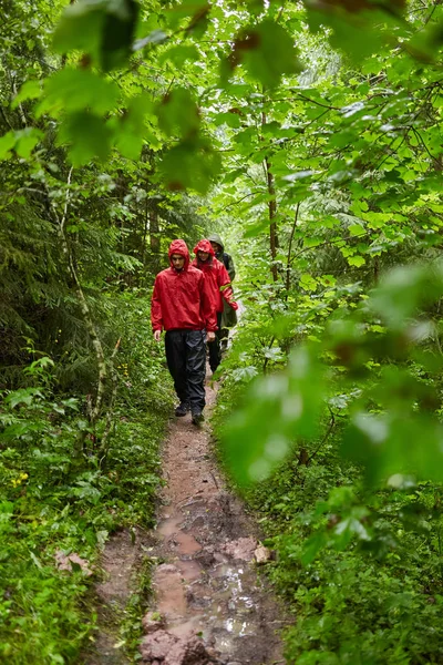 People on holiday, hiking into the mountain forests on trails