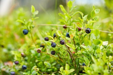 Çalıların arasında ormanın içinde yaban Yaban mersini closeup çekim