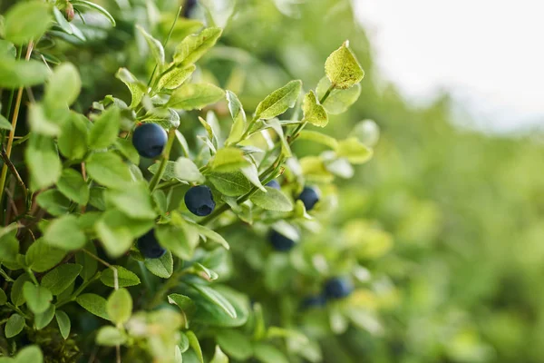 Closeup shot of wild blueberries in bushes in the forest