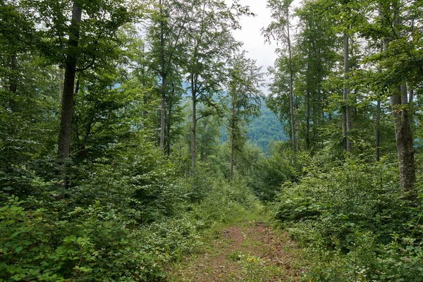 Trail Footpath Forest Beech Pine Trees — Stock Photo, Image