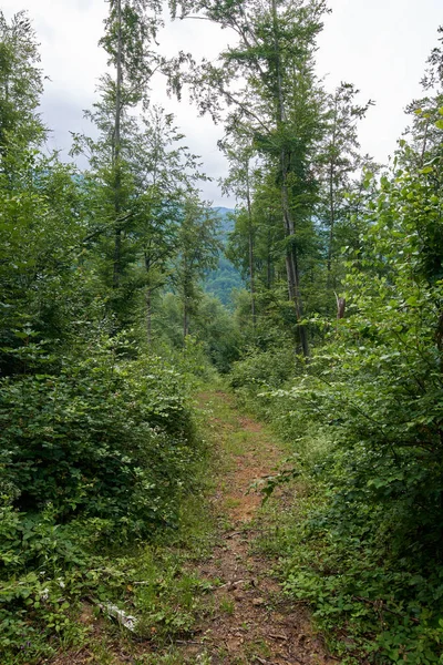 Trilha Caminho Uma Floresta Faia Pinheiros — Fotografia de Stock