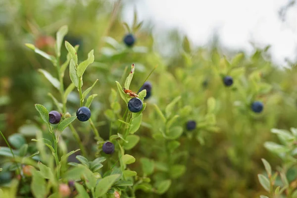 Closeup Shot Wild Blueberries Bushes Forest — Stock Photo, Image