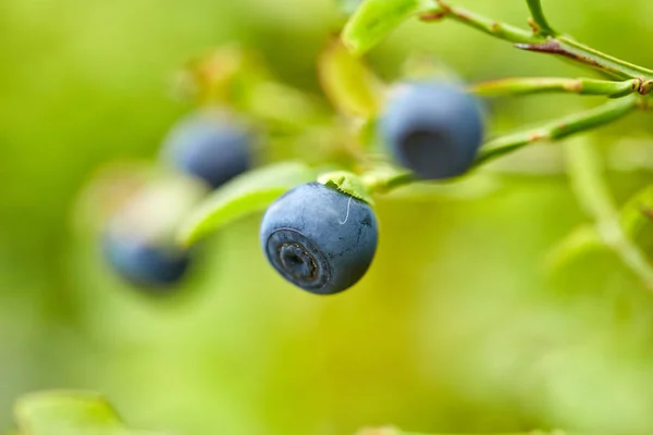 Nahaufnahme Von Wilden Blaubeeren Gebüsch Wald — Stockfoto