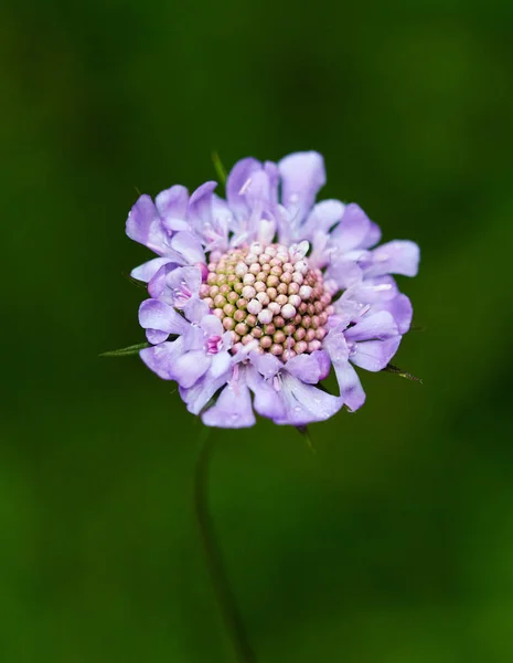 Closeup Malá Divoká Květina Selektivní Ostření — Stock fotografie