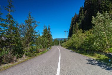 Asfalt yol çam ormanları aracılığıyla dağlara gidiyor