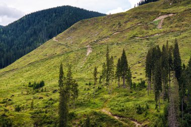 Agresif çam ormanlar, ormansızlaşma ve doğal felaket görüntüleri gürbüz