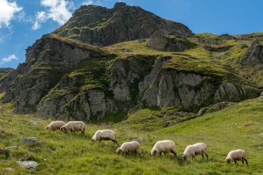 Dağda bir koyun sürüsüyle manzara