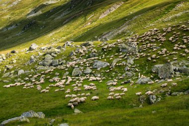 Dağda bir koyun sürüsüyle manzara