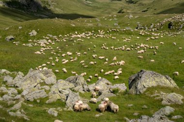 Dağda bir koyun sürüsüyle manzara