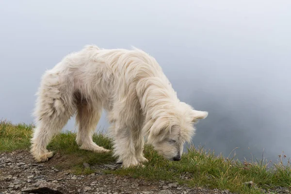 Büyük Beyaz Çoban Köpeği Dağın Zirvesinde — Stok fotoğraf