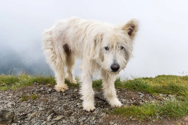 Grande Cão Pastor Branco Topo Montanha — Fotografia de Stock