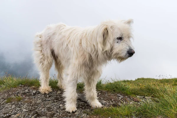 Büyük Beyaz Çoban Köpeği Dağın Zirvesinde — Stok fotoğraf