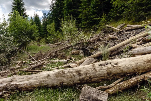 Agressieve Hakken Dennenbossen Imago Van Ontbossing Natuurlijke Ramp — Stockfoto