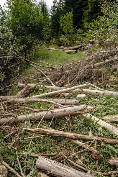 Aggressive lumbering in pine forests, image of deforestation or natural calamity