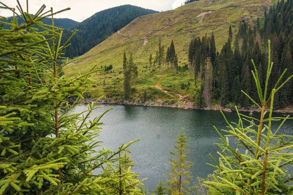 Sommarlandskap Med Vacker Sjö Mellan Fjäll Täckta Tallskog — Stockfoto