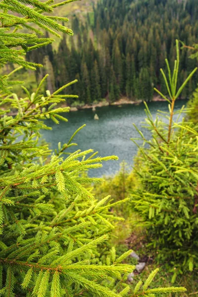 Paysage Estival Avec Beau Lac Entre Les Montagnes Couvertes Forêts — Photo